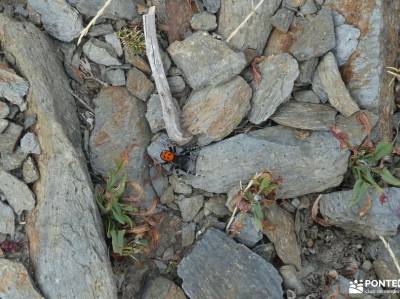 Macizo Buitrera-Sierra de Ayllón; single madrid actividades sigüenza fotos senderismo por la sierra 